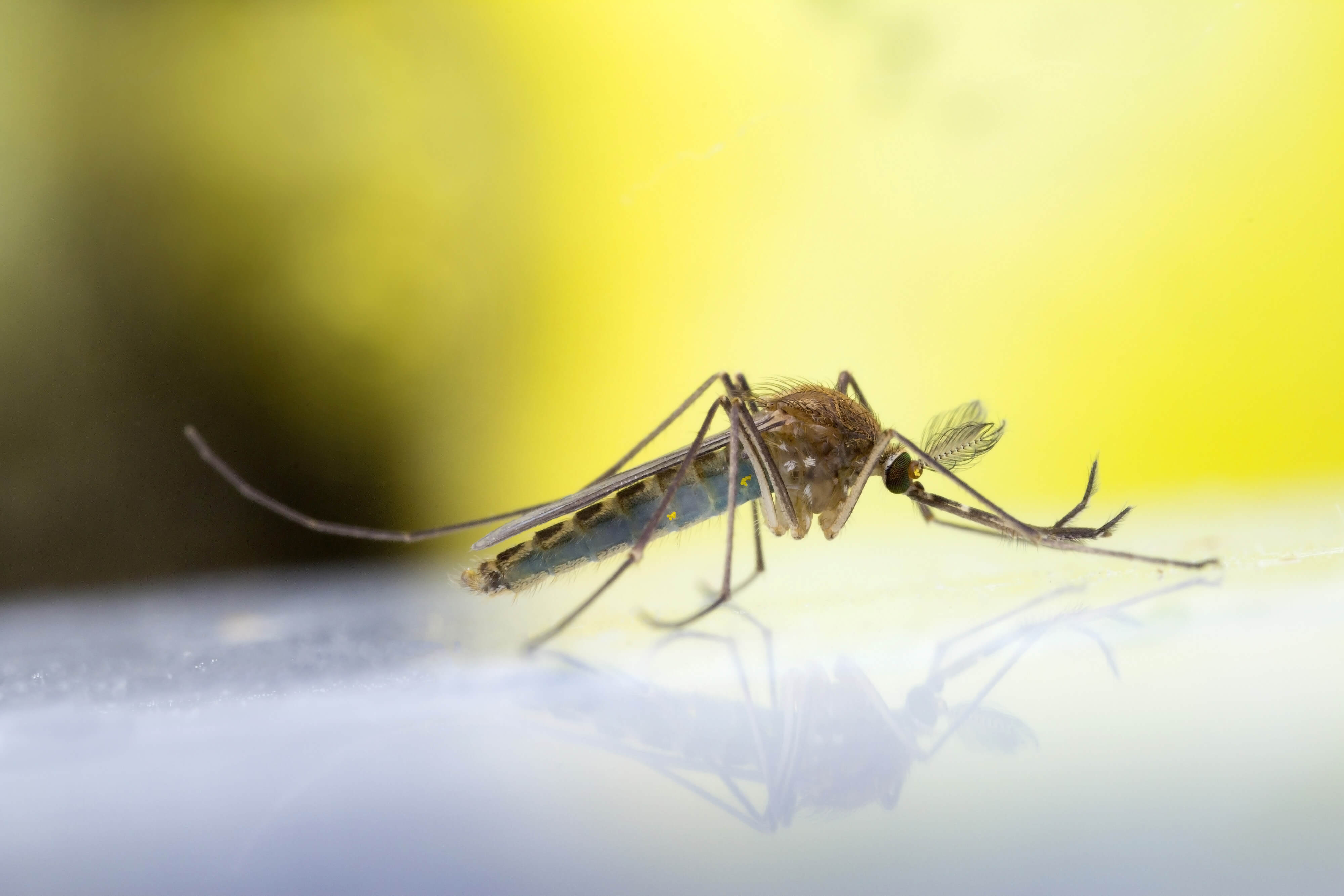 West Nile Virus