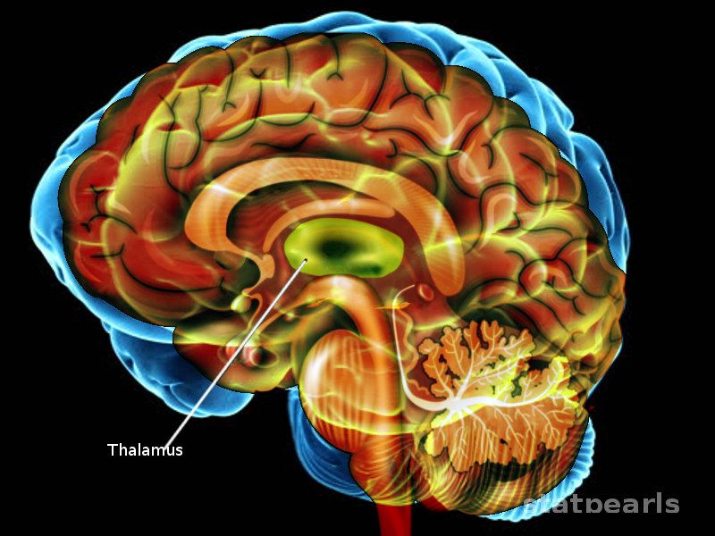 CNS Thalamus