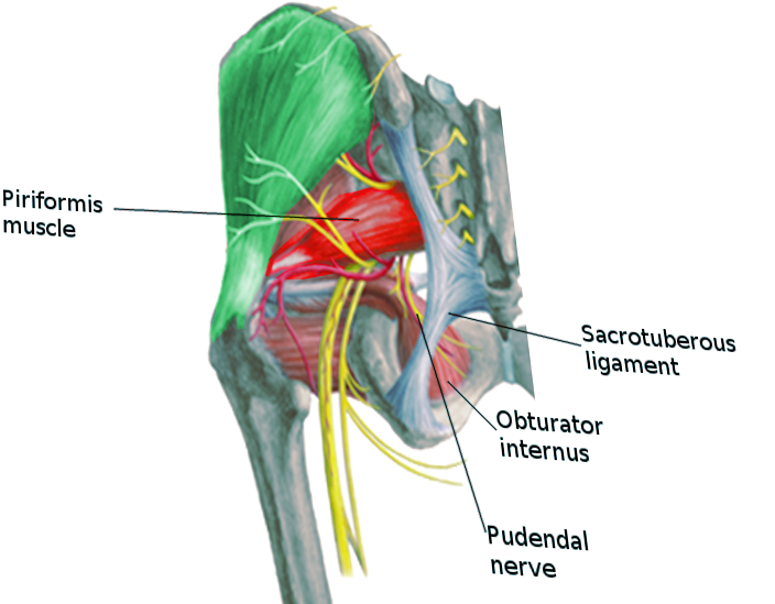 <p>Pudendal Nerve