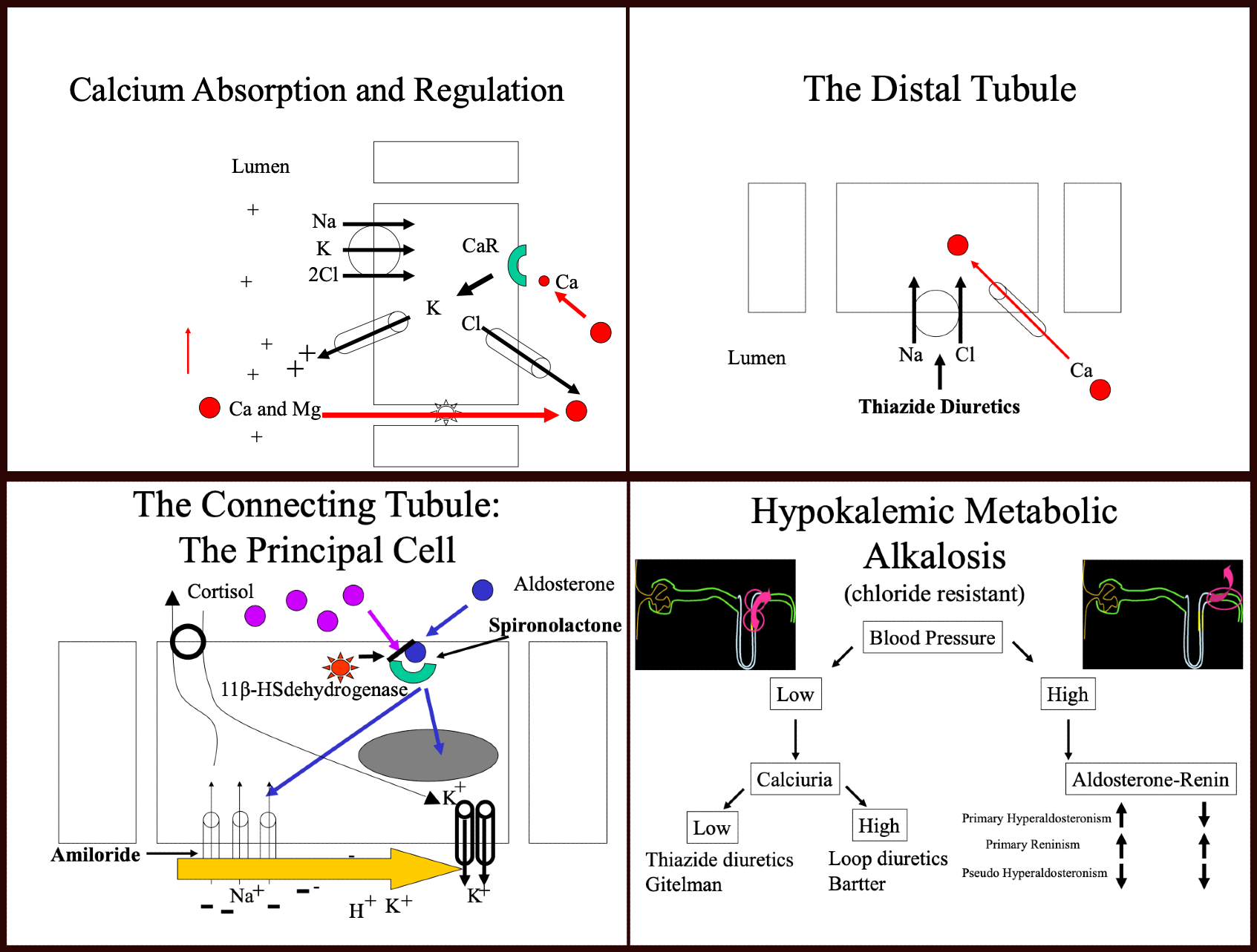 <p>Metabolic Alkalosis Diagram&nbsp;</p>