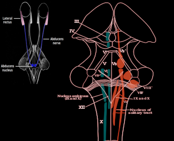 <p>Abducens Nucleus</p>