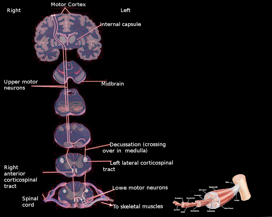 Pyramidal tract