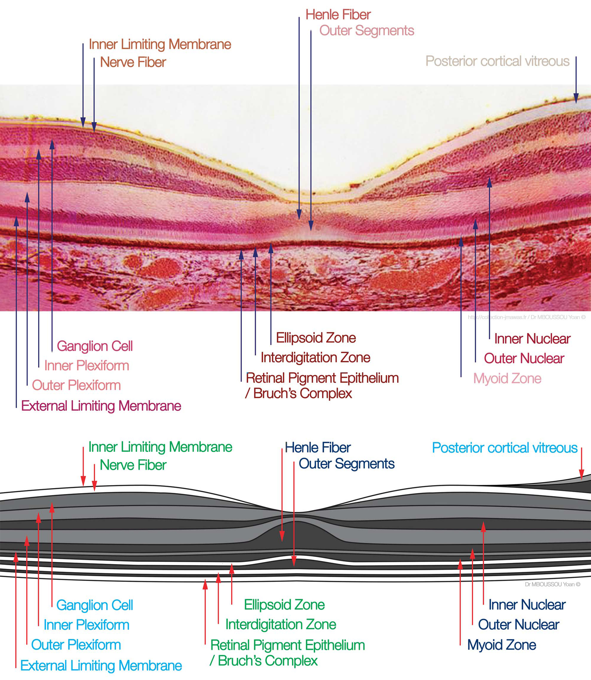 <p>Retina and macula histology</p>