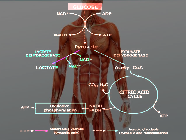 Anaerobic glycolysis