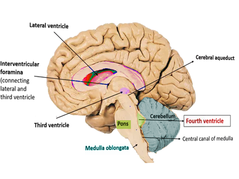 Fourth ventricle