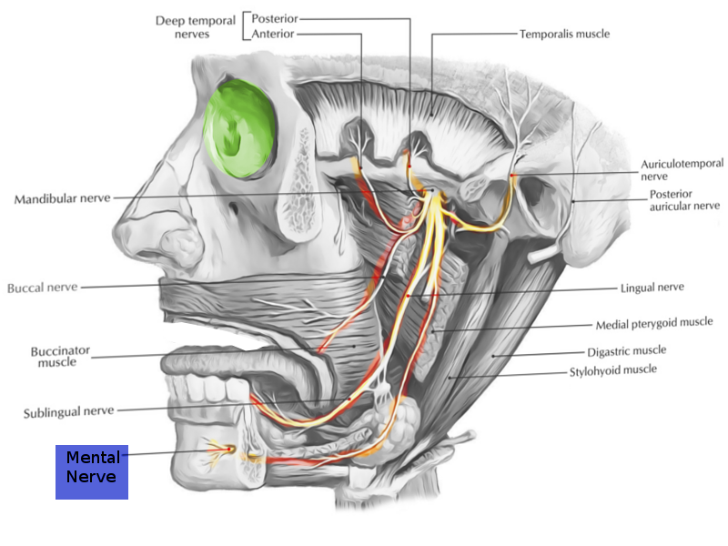 <p>Mental Nerve