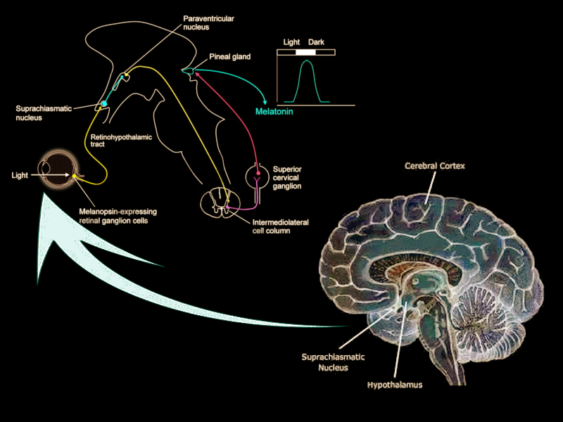 Suprachiasmatic nucleus