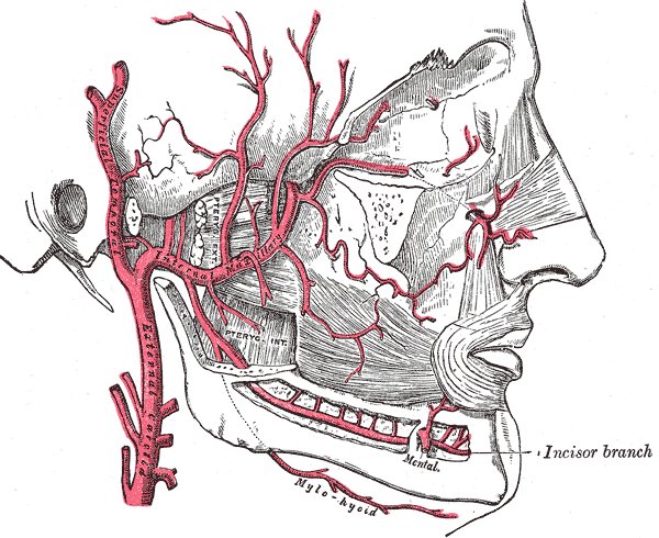 Inferior alveolar artery