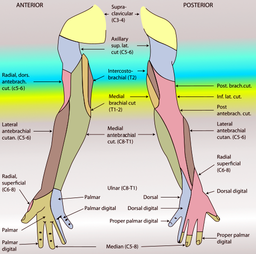 <p>Arm Nerves