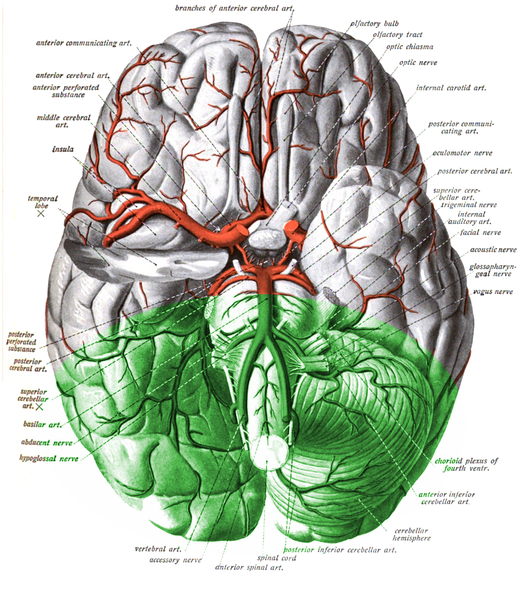 Vertebral artery supply