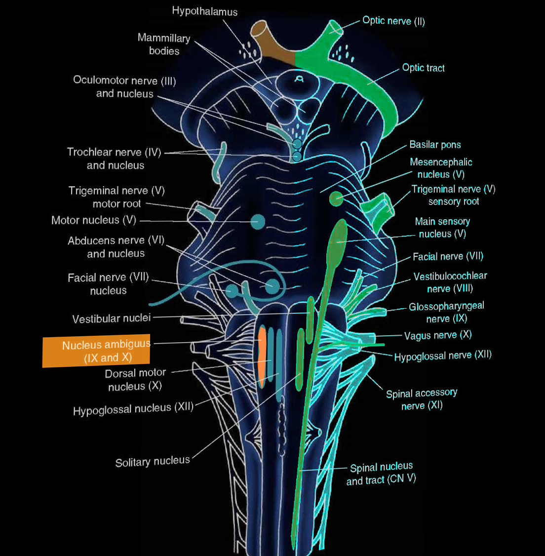 Nucleus ambiguus