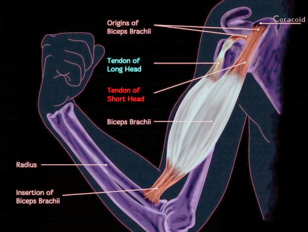 <p>Biceps Brachii Anatomy