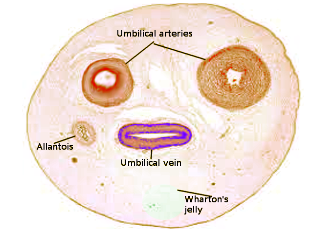 <p>Umbilical Cord</p>