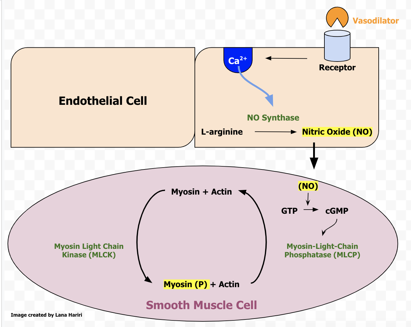 Physiology of Vasodilation of Vascular Smooth Muscle