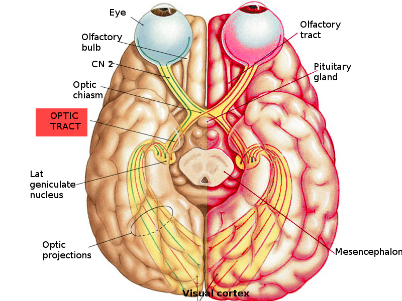 <p>Visual&nbsp;Pathway