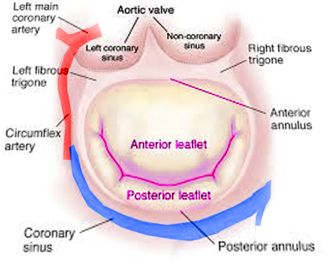 Mitral valve leaflets