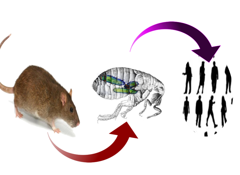 Plague cycle of transmission