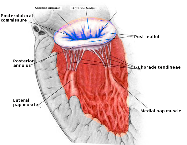 <p>Mitral Valve Anatomy