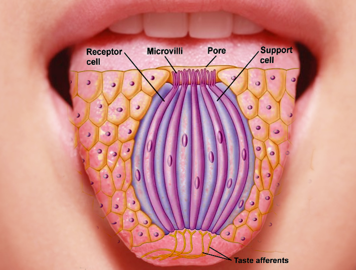 Taste bud histology