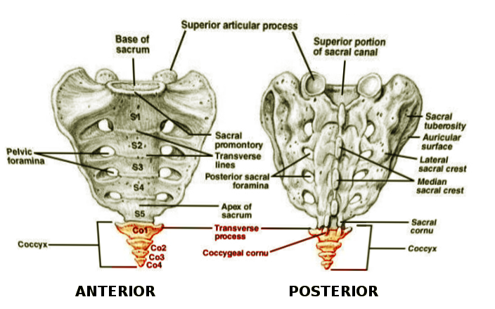 Coccyx and Sacrum