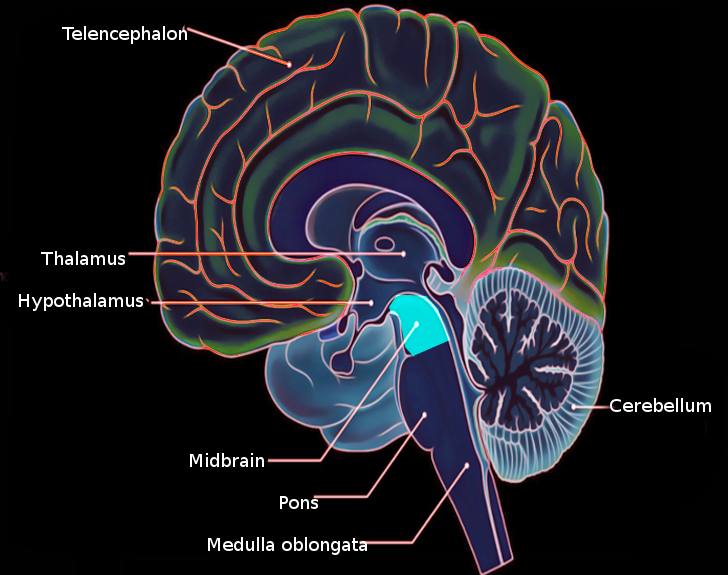 <p>Midbrain Anatomy