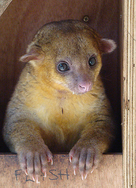 <p>Kinkajou,&nbsp;<em>Potos Flavus</em></p>