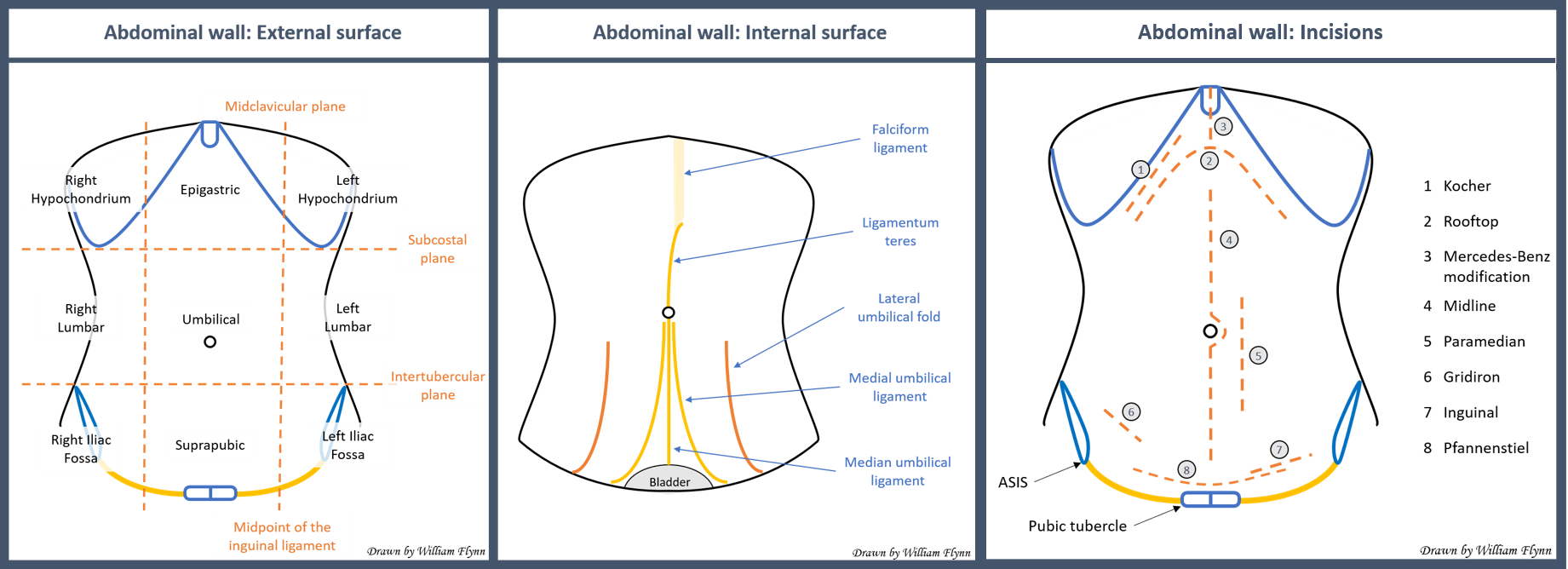 Surface anatomy and abdominal wall incisions