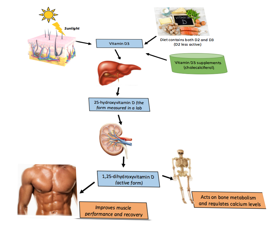 <p>Vitamin D Metabolism. This illustration depicts the process of vitamin D metabolism in the human body.</p>