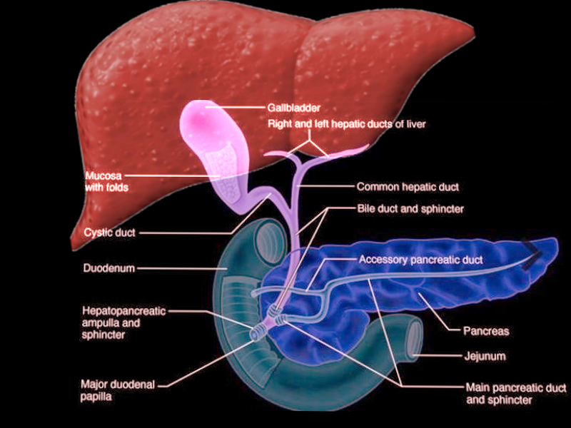 <p>Sphincter of Oddi, Anatomy</p>