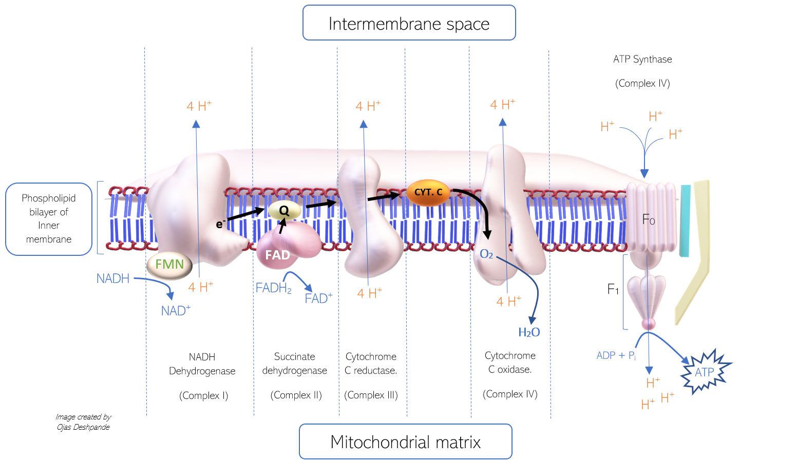 This image depicts the process of oxidative phosphorylation (Ox. Phos.) via the electron transport chain (ETC).