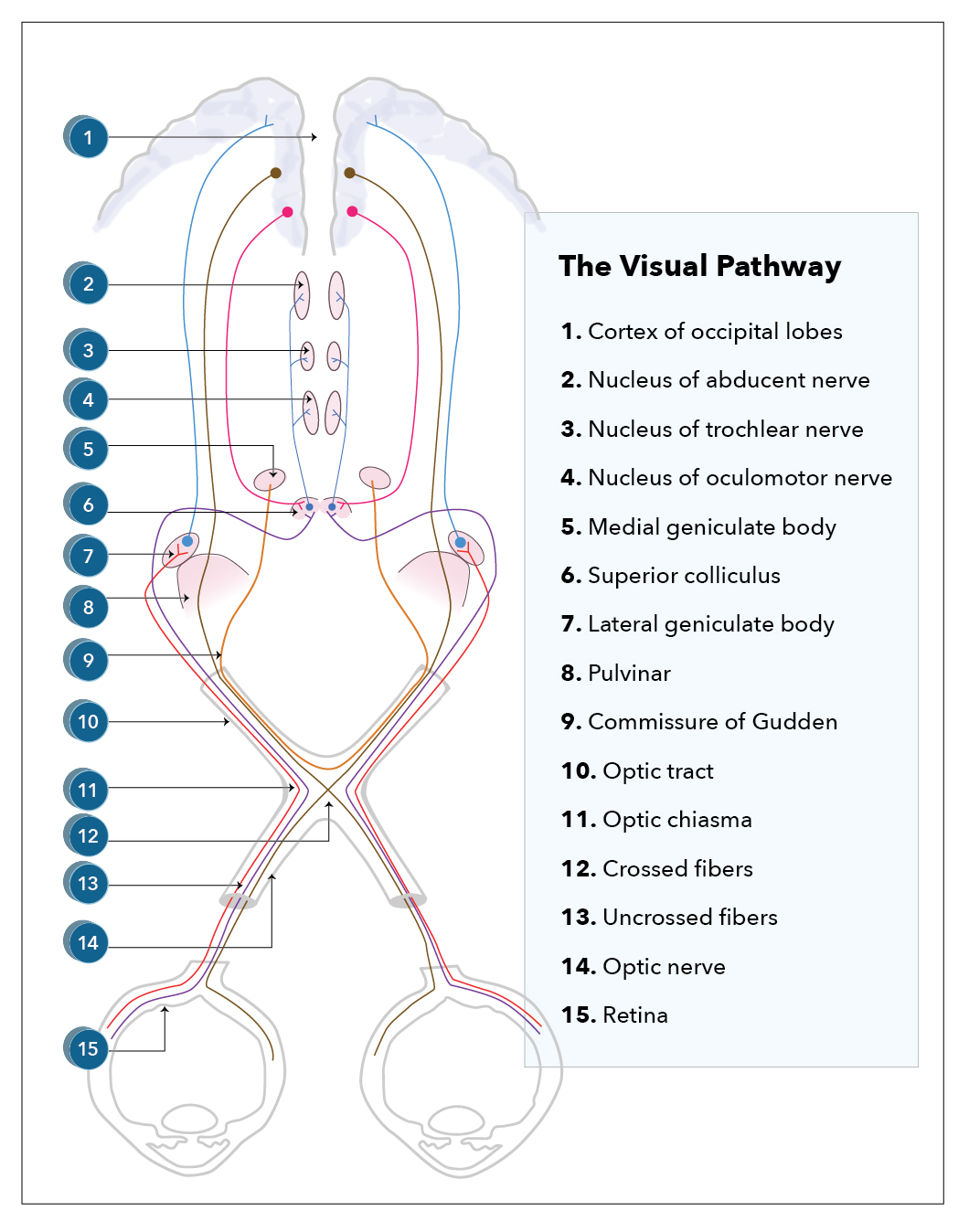 <p>Visual Pathway</p>