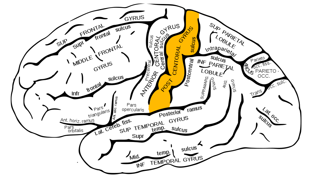 <p>Postcentral Gyrus of Anterior Parietal Lobe.</p>