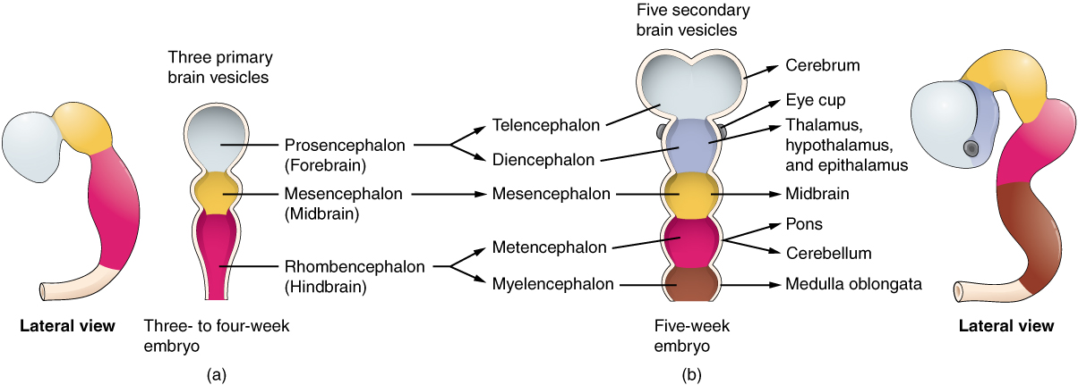 3 primary vesicles development