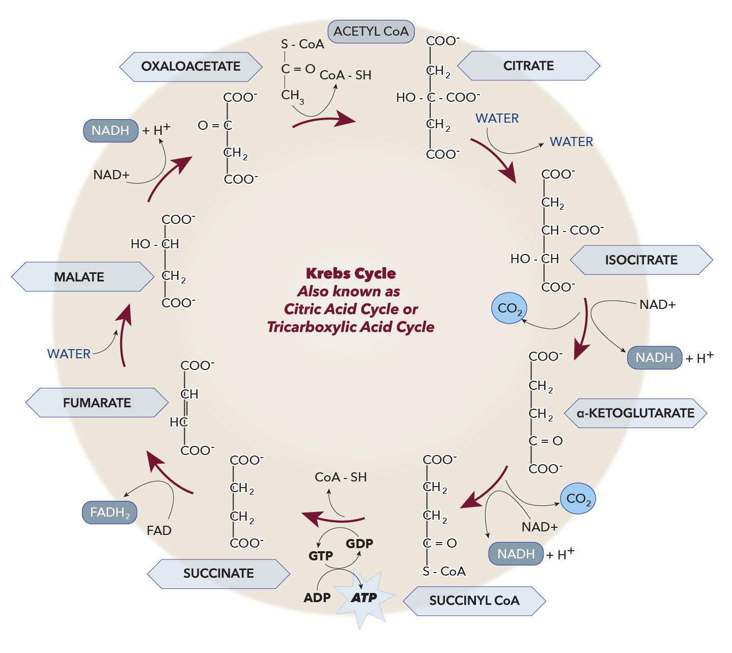 <p>Krebs Cycle</p>