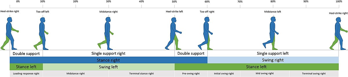 <p>The Gait Cycle/Walk Cycle</p>