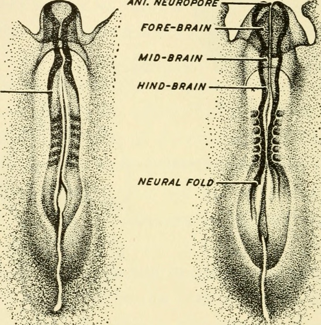 Neural Fold