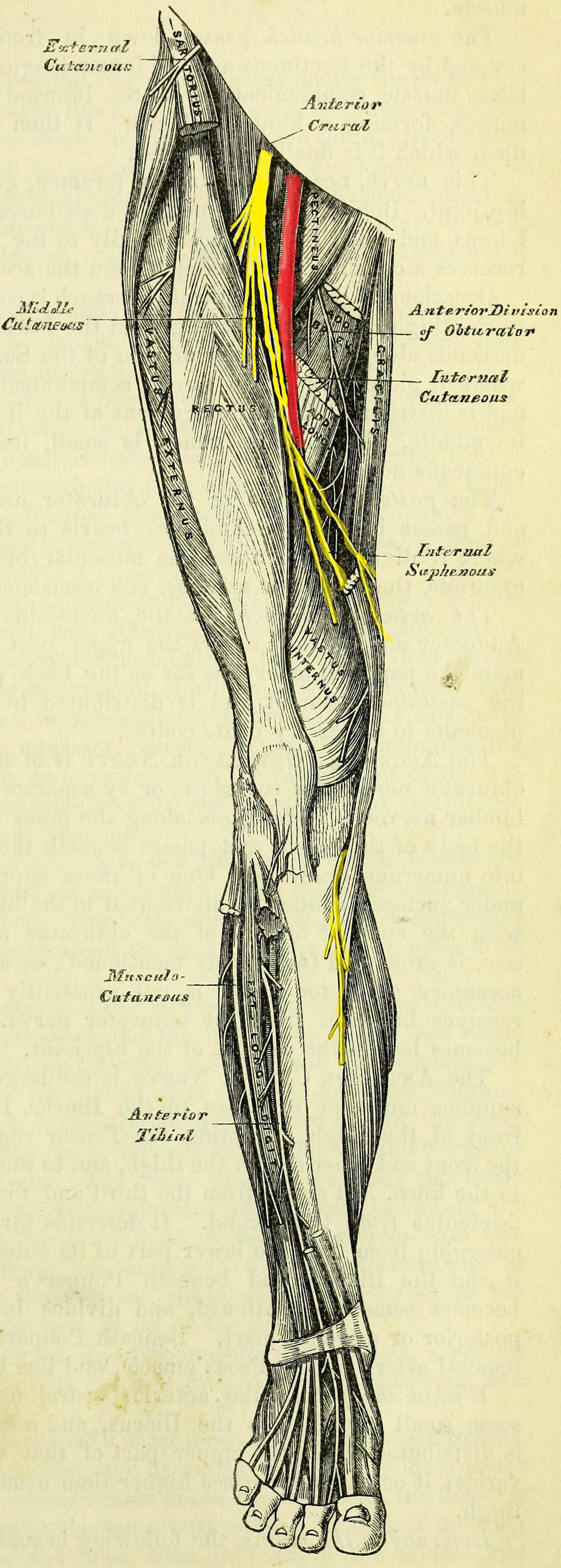 <p>Branches of the Femoral Nerve and Distribution</p>