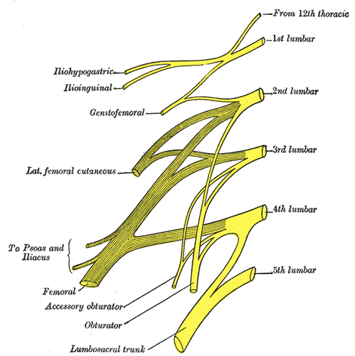 <p>Nerve Roots L2-L4 Jointo Form the Femoral Nerve</p>