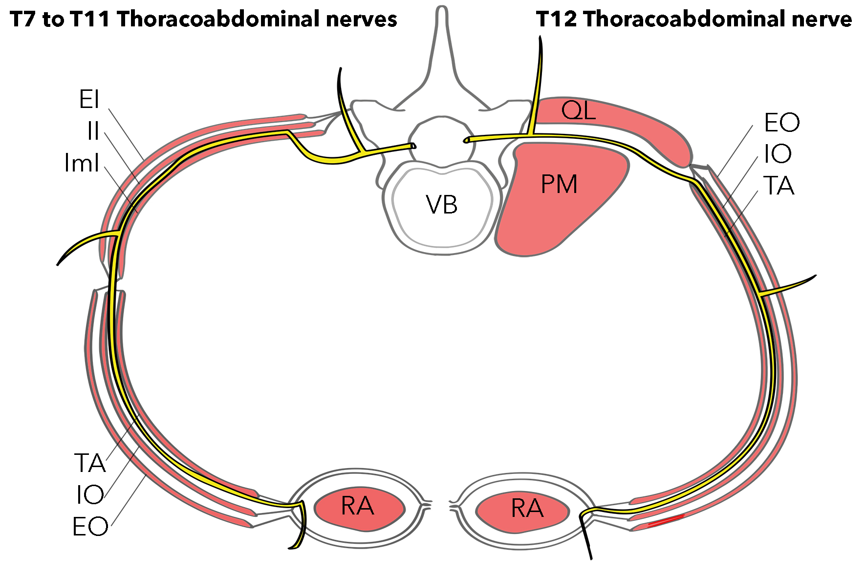 <p>T7 to T11 Thoracoabdominal Nerves, T12 Thoracoabdominal Nerves.</p>