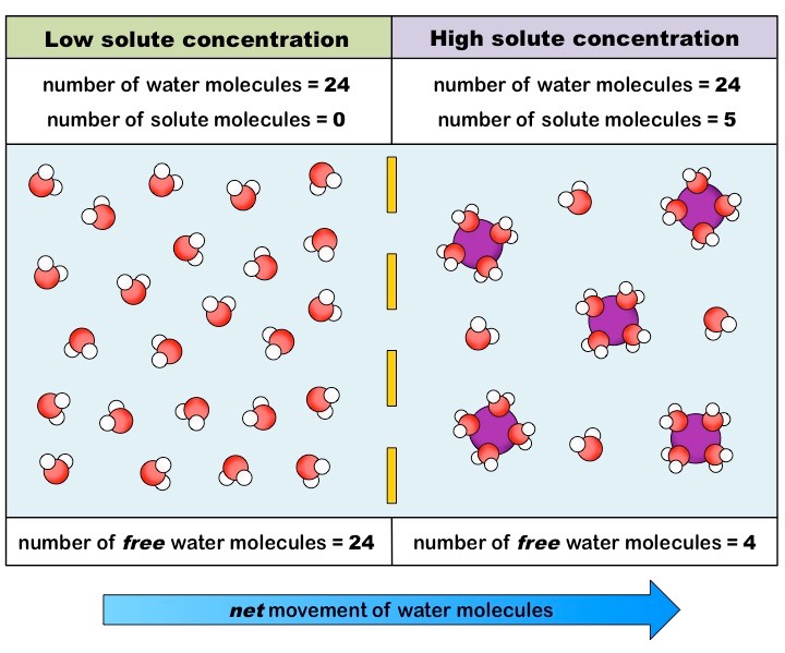 <p>Osmosis. This figure&nbsp;shows the process of osmosis.</p>