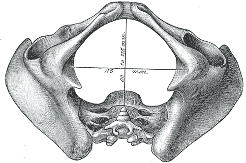 <p>Pelvic Outlet</p>