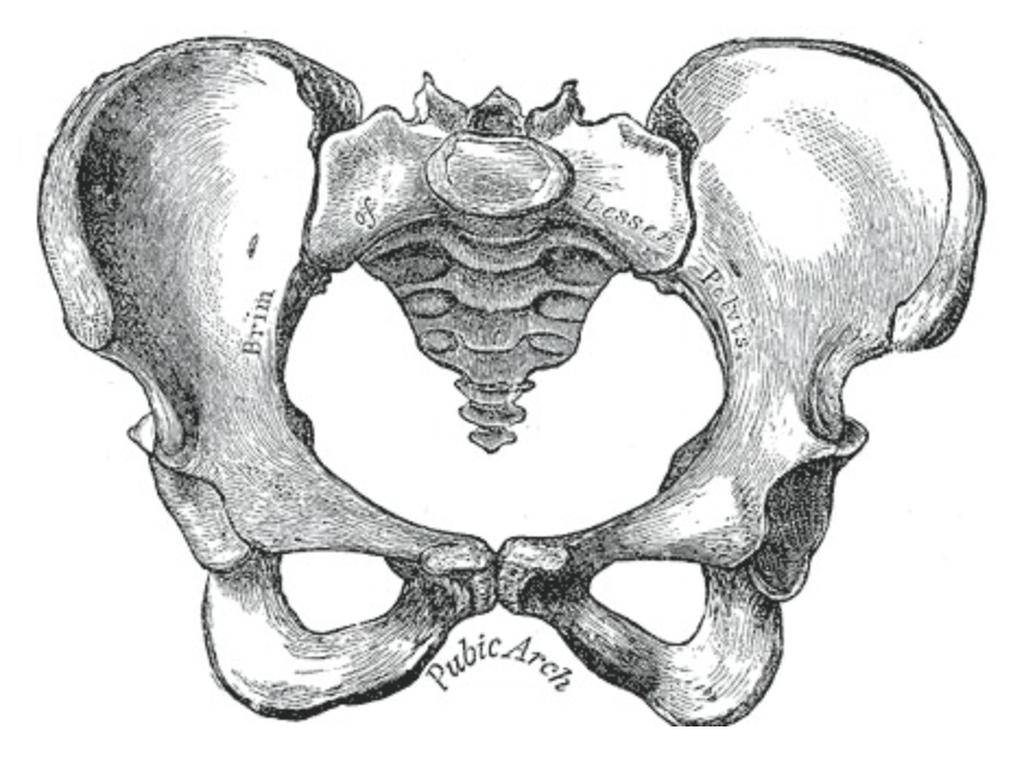 <p>Female Pelvis</p>