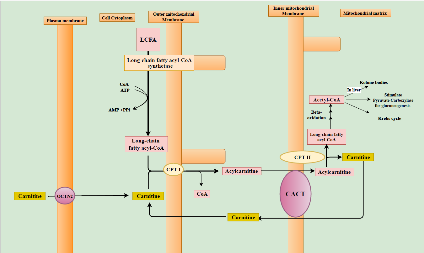 Carnitine Shuttle