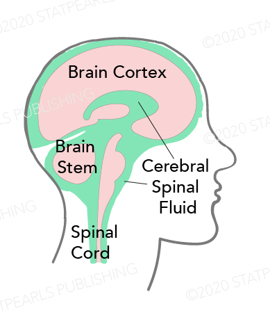 <p>Cerebrospinal Fluid Pathway</p>