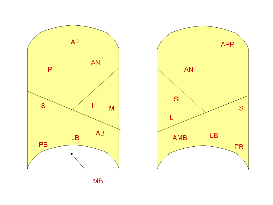 Bronchopulmonary segments