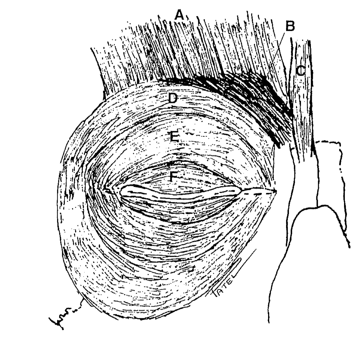 <p>Orbicularis Oculi Muscle's&nbsp;Anatomic Relations