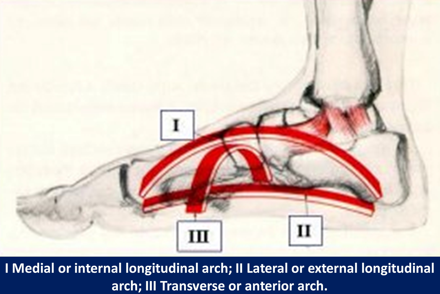 <p>The Arches of the Foot