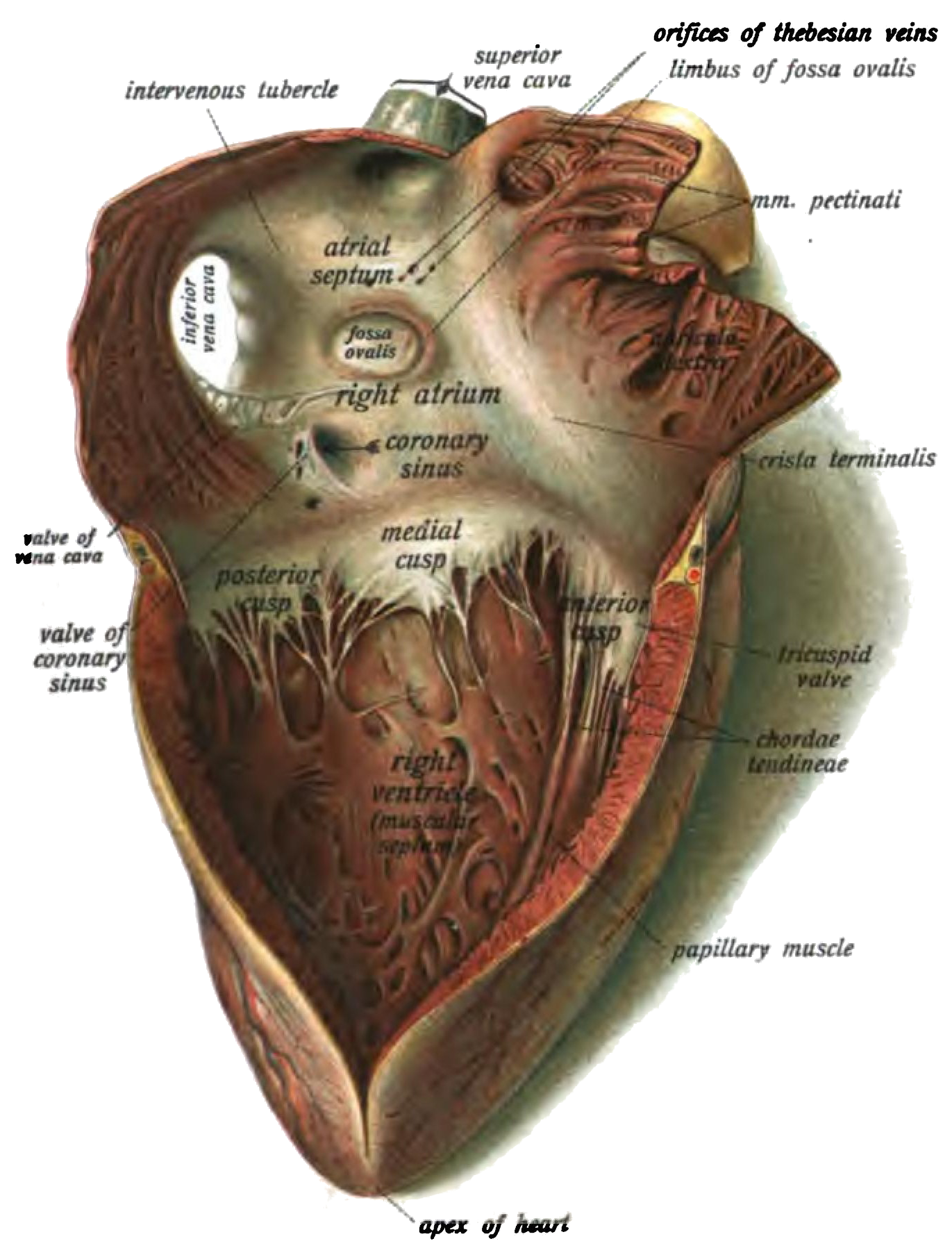 The anatomy and location of the fossa ovalis in reference to other structures of the heart.