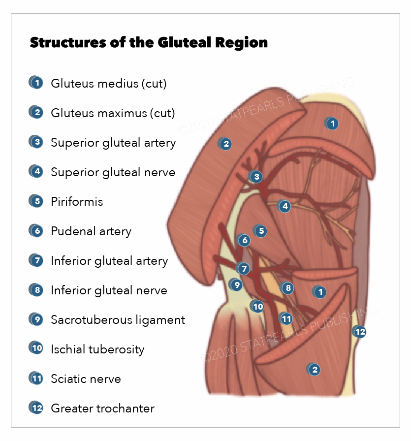 <p>Structures of the Gluteal Region.&nbsp;</p>