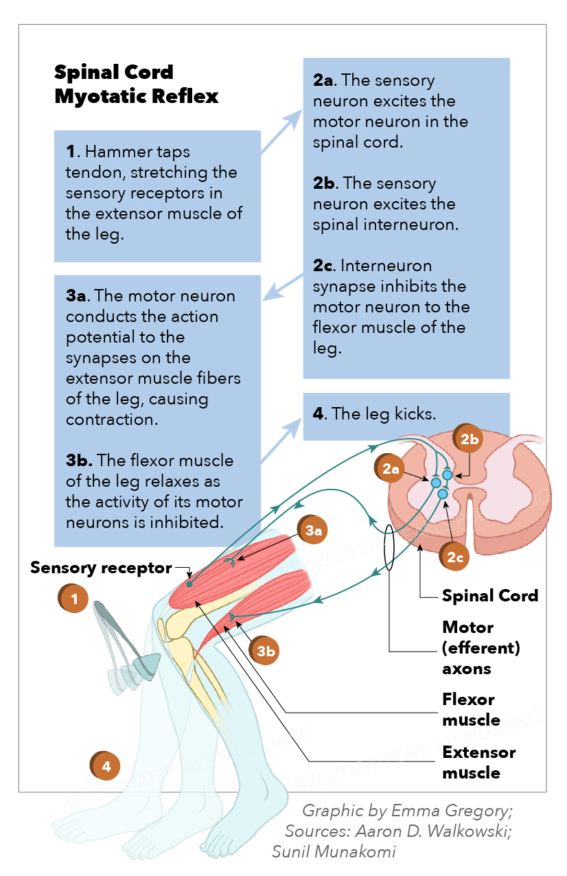 <p>Spinal Cord Myotatic Reflex